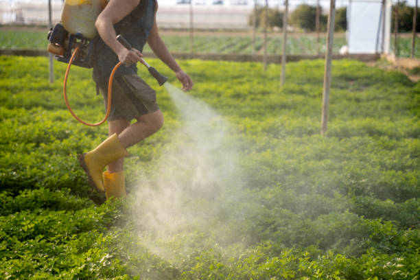 Best Termite Control Services  in Rialto, CA